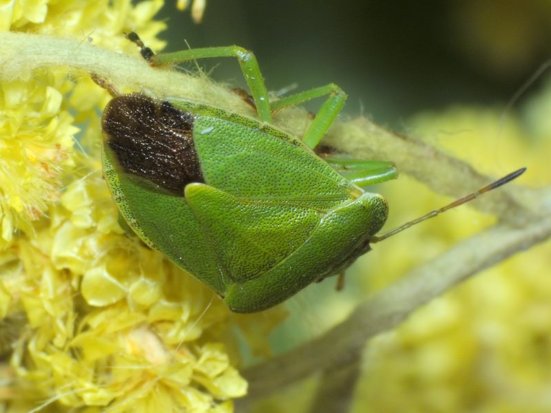 Palomena viridissima (Poda, 1761)
